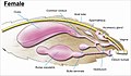 Image 17The female genitalia of Lepidoptera (from Insect reproductive system)