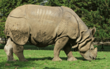 Indian rhinoceros.png