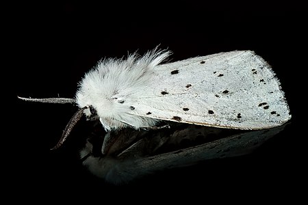 Spilosoma lubricipeda (White Ermine)