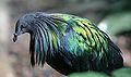 Nicobar Pigeon