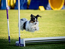 A Papillon jumping over the broad jump at a dog agility competition