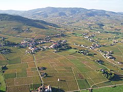 Le vignoble du Beaujolais à Quincié-en-Beaujolais.