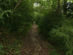 Un sentier de la forêt.