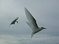 Midway Atoll, Hawaii