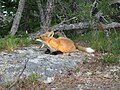 * Nomination Adult fox yawning in Acadia National Park in Maine, US. --Pat Hawks 02:18, 5 June 2012 (UTC) * Decline Too noisy. --Kallerna 09:10, 13 June 2012 (UTC)