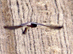 Hen harrier flying with a vole in its talons.