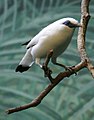 Bali Mynah