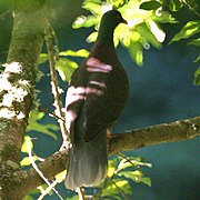 Columba junoniae