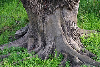 damaged by beavers