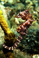 Seahorse beneath Edithburgh Jetty