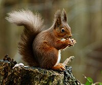 Njewjericka (Sciurus vulgaris)