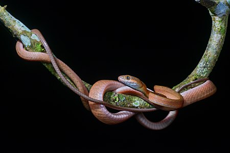 Boiga nigriceps Red cat snake