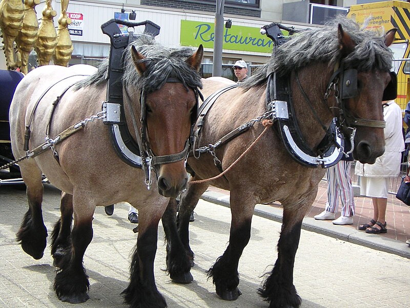 File:Brabantse trekkers.JPG