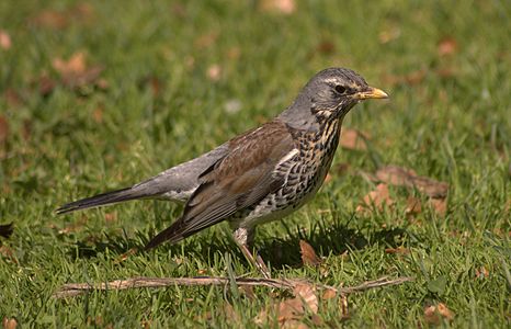 Bir Tarla ardıç kuşu veya diğer adıyla bir adıyla da Turdus pilaris.(Üreten:Mnemo)