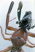 Gluvia dorsalis eating a Eurydema oleracea