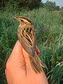 Bird in hand for ringing