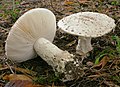 Amanita strobiliformis