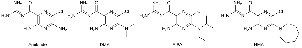 Amiloride and analogues 5'-(N,N-dimethyl)-amiloride (DMA), 5-N-ethyl-N-isopropyl amiloride (EIPA), and 5-(N,N-hexamethylene)-amiloride (HMA).