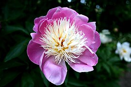 Paeonia lactiflora "Bowl Of Beauty", anemone flowered