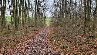 Bois des Gâts de Osmeaux