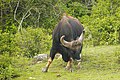 Gaur bika a Bandipur Nemzeti Parkban, India déli részén