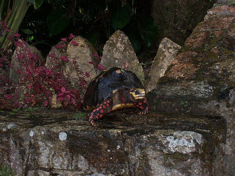 File:Geochelone carbonaria.JPG