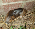 Baird's pocket gopher