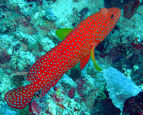 Un mérou rouge (Cephalopholis miniata).