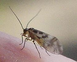 (Psocoptera ?)