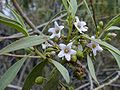 Kvetoucí Myoporum sandwicense