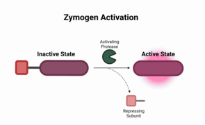 Zymogen.png