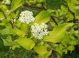 Pensaskanukka (Cornus alba)