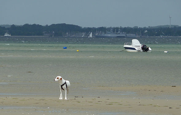 Dogs and boats