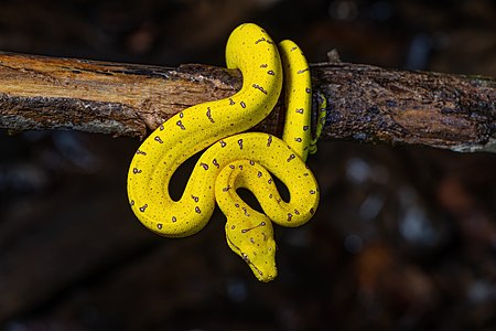 Green Tree Python juvenile A22I6572