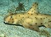 Horn shark