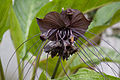 Tacca