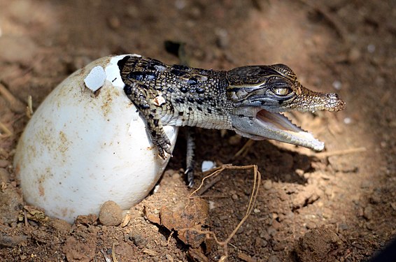 Crack open Photograph: Tubagus Silahudin