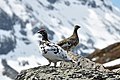 Paro de Monta lagopo (Lagopus muta) en Jotunheimen, Norvegio. Ambaŭ seksoj reprezentataj en bildo, la masklo ankoraŭ havas multe de sia vintra plumaro.