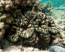 Tridacna squamosa.