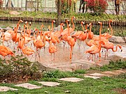 武漢動物園のフラミンゴ