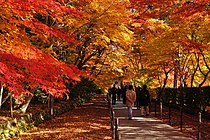 光明寺「もみじ参道」