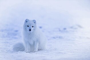 artic fox