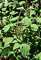 Bunga Amaranthus viridis