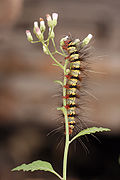 Arctiidae caterpillar edit