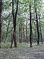 Los robles forman un bosque denso.