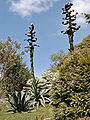 Glendurgan: Agavenknospen im Mai 2004, ca. 2,5 m hoch