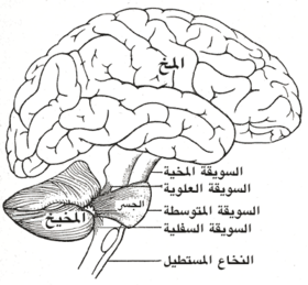 مخطط للدماغ يظهر المخيخ والجسر