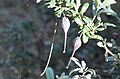 Grevillea montana on Warkworth Sands