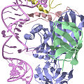 Estrutura cristalina dunha ribonucleproteína con caixa H/ACA de Pyrococcus furiosus.