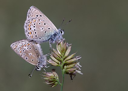 Polyommatus erotulus subsp. molleti